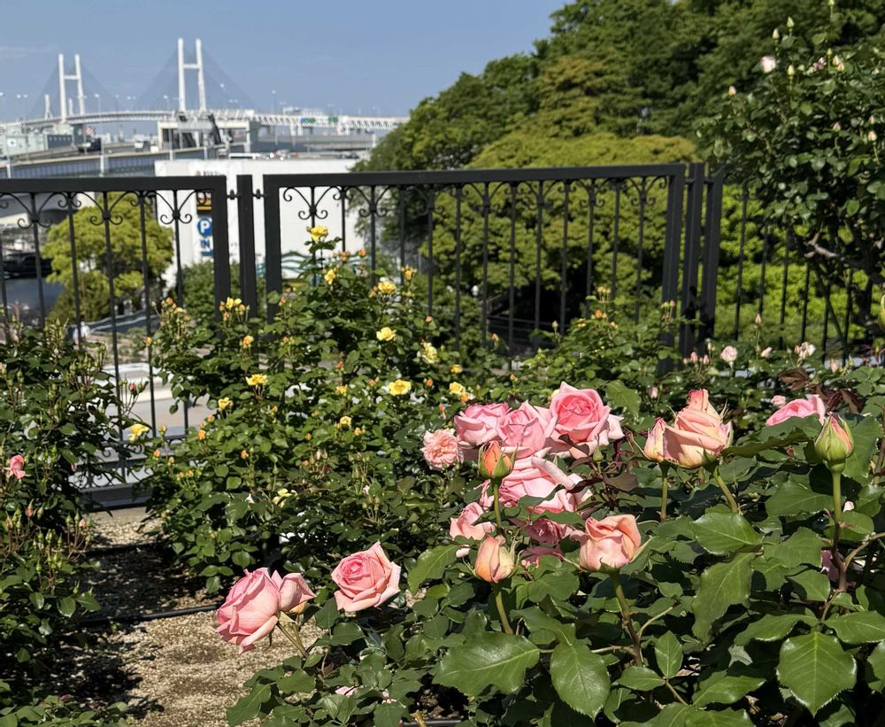 らりるん♪さんの港の見える丘公園への投稿