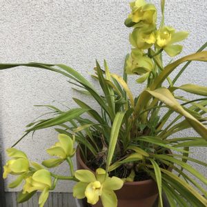 シンビジウム,鉢植え,おうち園芸の画像