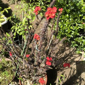 ハナキリン,鉢植え,おうち園芸の画像