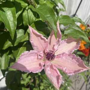 クレマチス,クレマチス ピンクファンタジー,鉢植え,開花,ピンクの花の画像