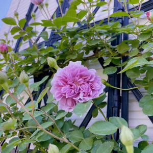 レイニーブルー,鉢植え,ロザリアン,バラの庭,庭の画像