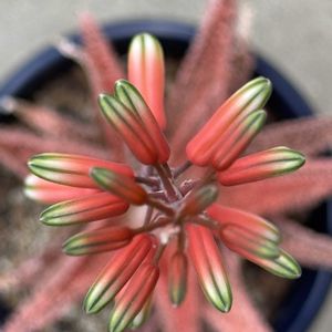 アロエ,アロエ  ハイブリッド,多肉植物,鉢植え,お花が咲いたの画像