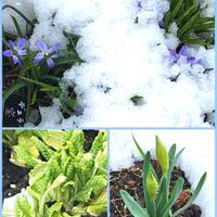 サクラソウ,チオノドクサ,八重咲きスイセン,花のある暮らし,北海道の画像