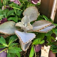クリスマスローズ,ファング,可愛い,楽しみ,我が家のお花の画像