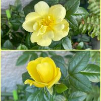 アリッサム,ストック,ネモフィラ,レウィシア,花かんざしの画像
