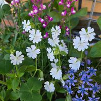 シレネ,シレネの画像