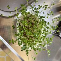 ブロッコリースプラウト,水耕栽培,家庭菜園,リビング・ダイニングの画像