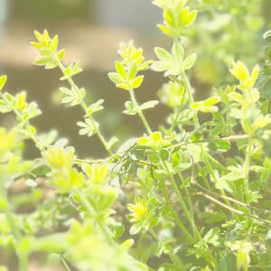ロータス ブリムストーン,ガーデニング,黄色,花のある暮らし,ありがとう♡の画像