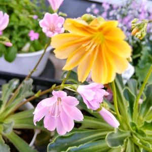 チューリップ,レウィシア,パルムディール,鉢植え,花のある暮らし♡の画像
