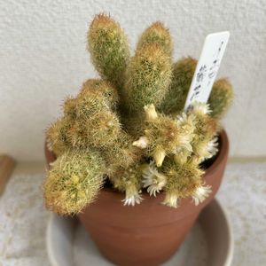 鉢植え,花のある暮らし,お花大好き❤,窓辺,小さな庭の画像