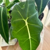アロカシア・グリーンベルベット,アロカシア・アマゾニカ,アンスリウム　ワロクアーナム,フィロデンドロン エスメラルデンセ,観葉植物の画像