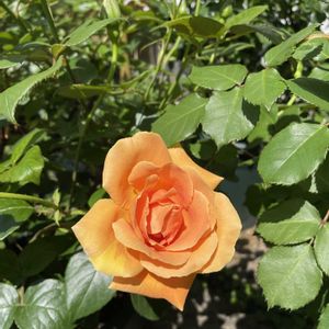ロイヤルサンセット,鉢植え,備忘録,加工なし,植中毒の画像