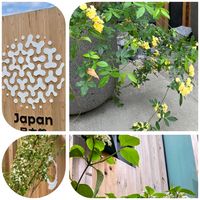 ガマズミ,モッコウバラ,ユキヤナギ,かわいいな♡,美しいの画像