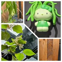 ガマズミ,オオチゴユリ,山野草,かわいいな♡,美しいの画像