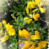 エニシダ,スパラキシス,ツツジ,ツルニチニチソウ,パンジー・ビオラの画像