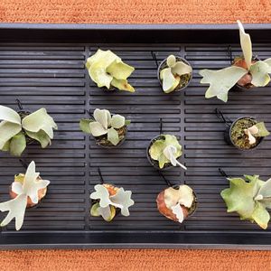 ビカクシダ,ウィリンキー,植欲,鉢増し,家庭園芸の画像