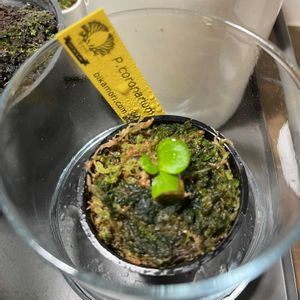 プラティセリウム コロナリウム,ビカクシダ属,着生植物,いい感じ,大きくなーれの画像