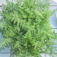 シダ,シノブ,シノブ,シノブシダ,観葉植物の画像