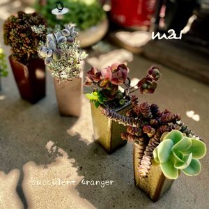 寄せ植え,多肉植物,多肉植物寄せ植え,普及種,多肉寄せ植えの画像