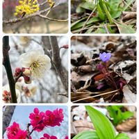 ウメ,ウメ,サンシュユ,ショウジョウバカマ,スイセンの画像