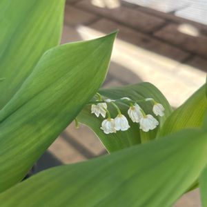 スズラン,スズラン,レンガ,白い花,お出かけ先にての画像