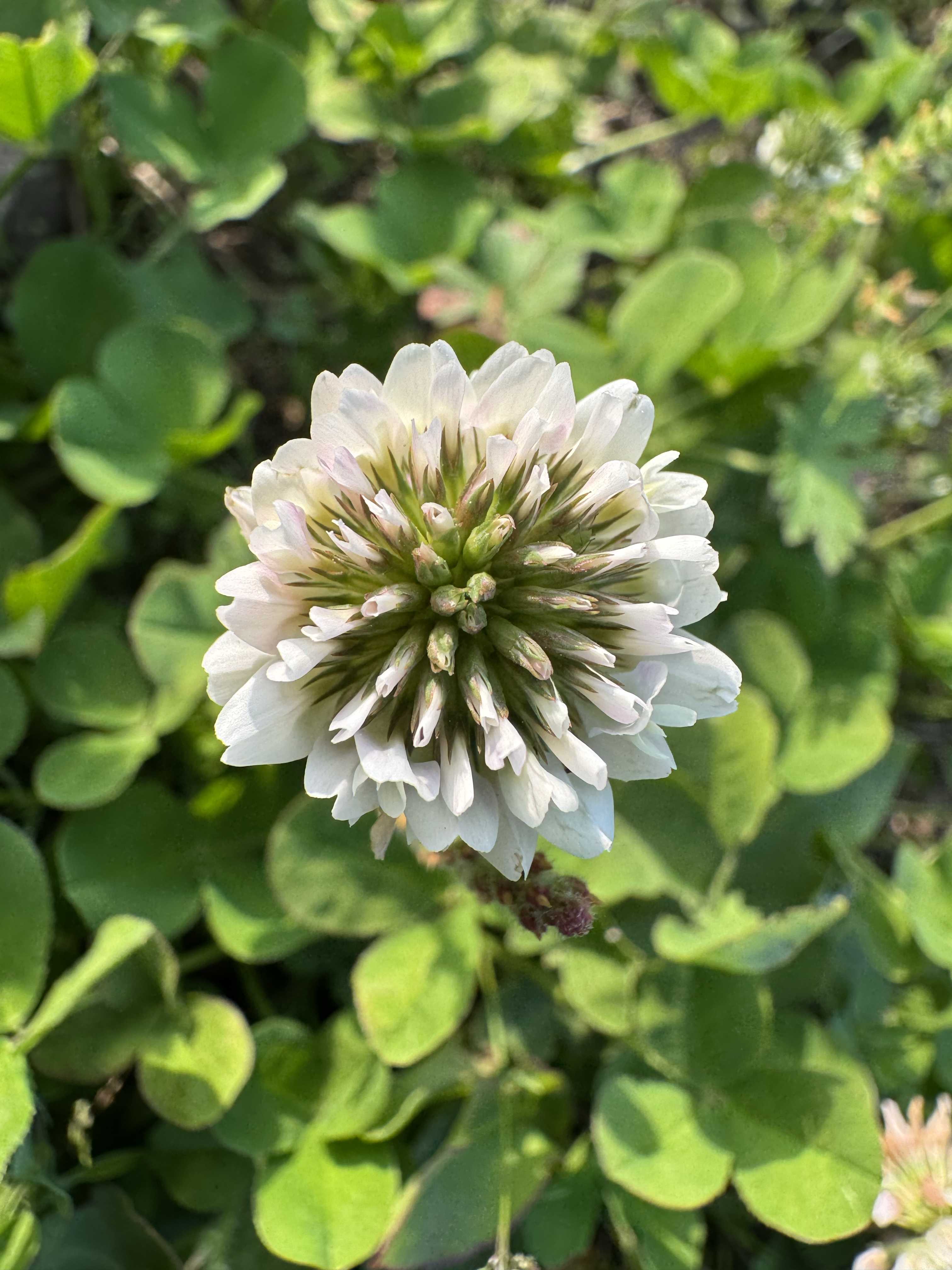 シロツメグサの投稿画像 by ひげしゃんさん｜ (2025月5月1日