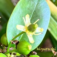 クリスマスホーリー,寄せ植え,GSに感謝。,GS繋がり,幸福の画像