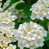 コデマリ,ジューンベリー,スズラン,ナニワイバラ,ヒメウツギの画像