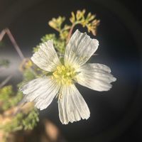 多肉植物,観葉植物,塊根植物,コーデックス,珍奇植物の画像