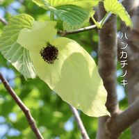 シキミ,シキミ,ハンカチノキ,ハンカチノキ,ポポーの画像