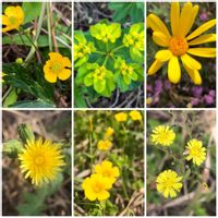 ユリオプスデージー,オニタビラコ,ユーフォルビア ポリクロマ,ノゲシ,オッタチカタバミの画像