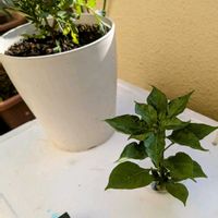 マリーゴールド,ハバネロ,キルキーニャ（パパロ）,水耕栽培,野菜 水耕栽培の画像