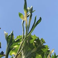ツワブキ,観葉植物,ベランダの画像