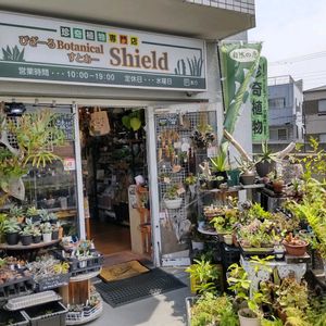 多肉植物,ウラボシ科,ビカクシダ属,食中植物,塊根の画像