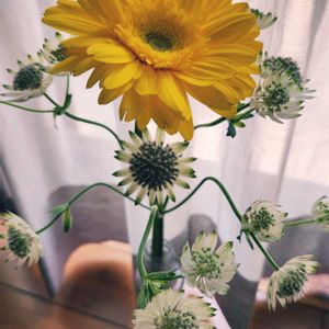 切り花,一輪挿し,花瓶,ホワイト系,イエロー系の画像