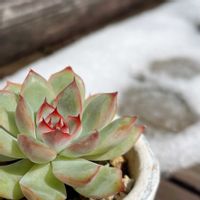 クロッカス,プスキニア,ハムシー,春うらら,多肉植物いろいろの画像