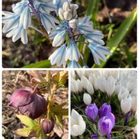 クリスマスローズ,クロッカス,花のある暮らし,宿根・多年草,北海道の自然の画像