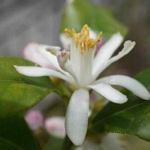 レモン,レモン,ユーレカ レモン,ユーレカ レモン,果実の画像