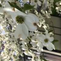 ハナミズキ,ハナミズキ,散歩道,植物散歩の画像