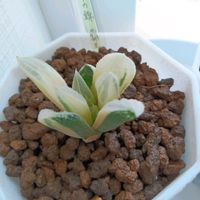 ハオルチア,ムチカ錦,ムチカ錦　覇王　Noe’s Plant Progressの画像