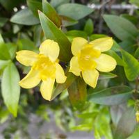 カロライナジャスミンの画像