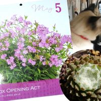 チオノドクサ,チオノドクサ ピンクジャイアント,アークティックホワイト,フロックス オープニングアクト ロマンス,北海道の画像