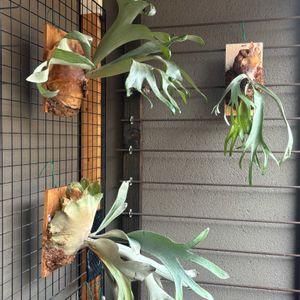 観葉植物,ビカクシダ属,癒し,かわいいな♡,板付けの画像