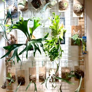 観葉植物,ビカクシダ属,癒し,かわいいな♡,板付けの画像