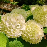 クマガイソウ,雪餅草(ユキモチソウ),エビネ蘭,オオデマリ♡,黄色エビネランの画像