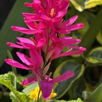 イキシア,イキシア,イキシア,散歩,球根植物の画像