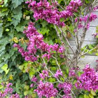 ライラックの画像