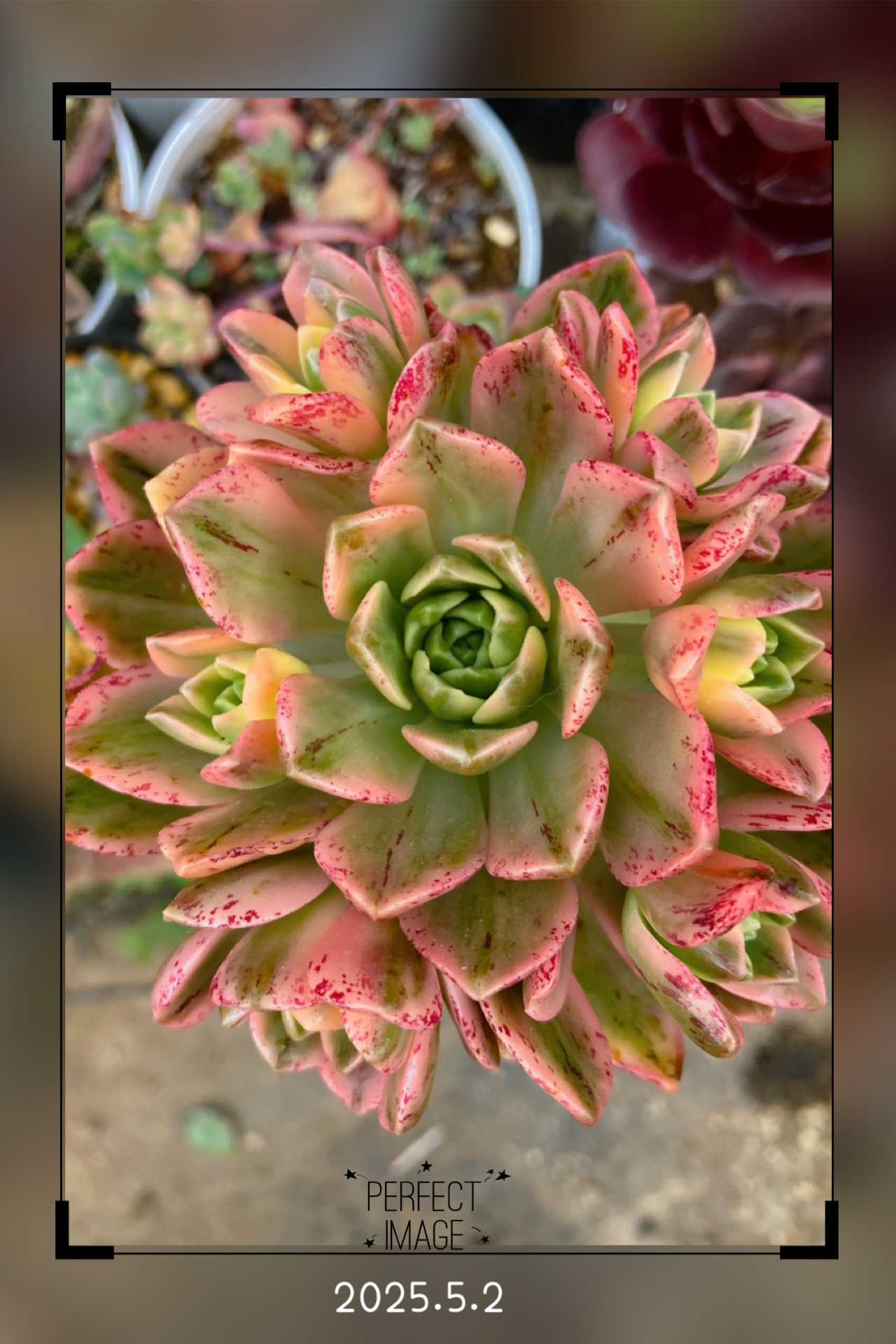 ブロンズメダル錦の一覧｜🍀GreenSnap（グリーンスナップ）