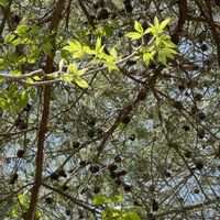 コシアブラ,コシアブラ,在来種,スマホ写真,広島県北広島町の画像