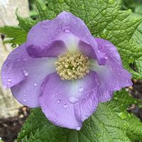 シラネアオイ,チューリップ,ワサビ,コゴメウツギ,蒲公英（たんぽぽ）の画像